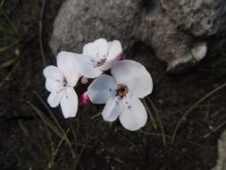 Image of Disa fasciata Lindl.