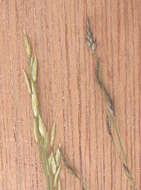 Imagem de Eragrostis tef (Zuccagni) Trotter