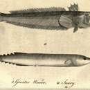 Image of Saury