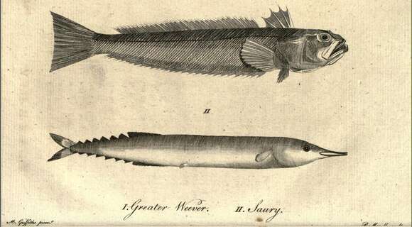 Image of Saury