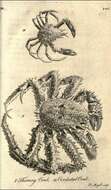 Sivun Lithodes maja (Linnaeus 1758) kuva