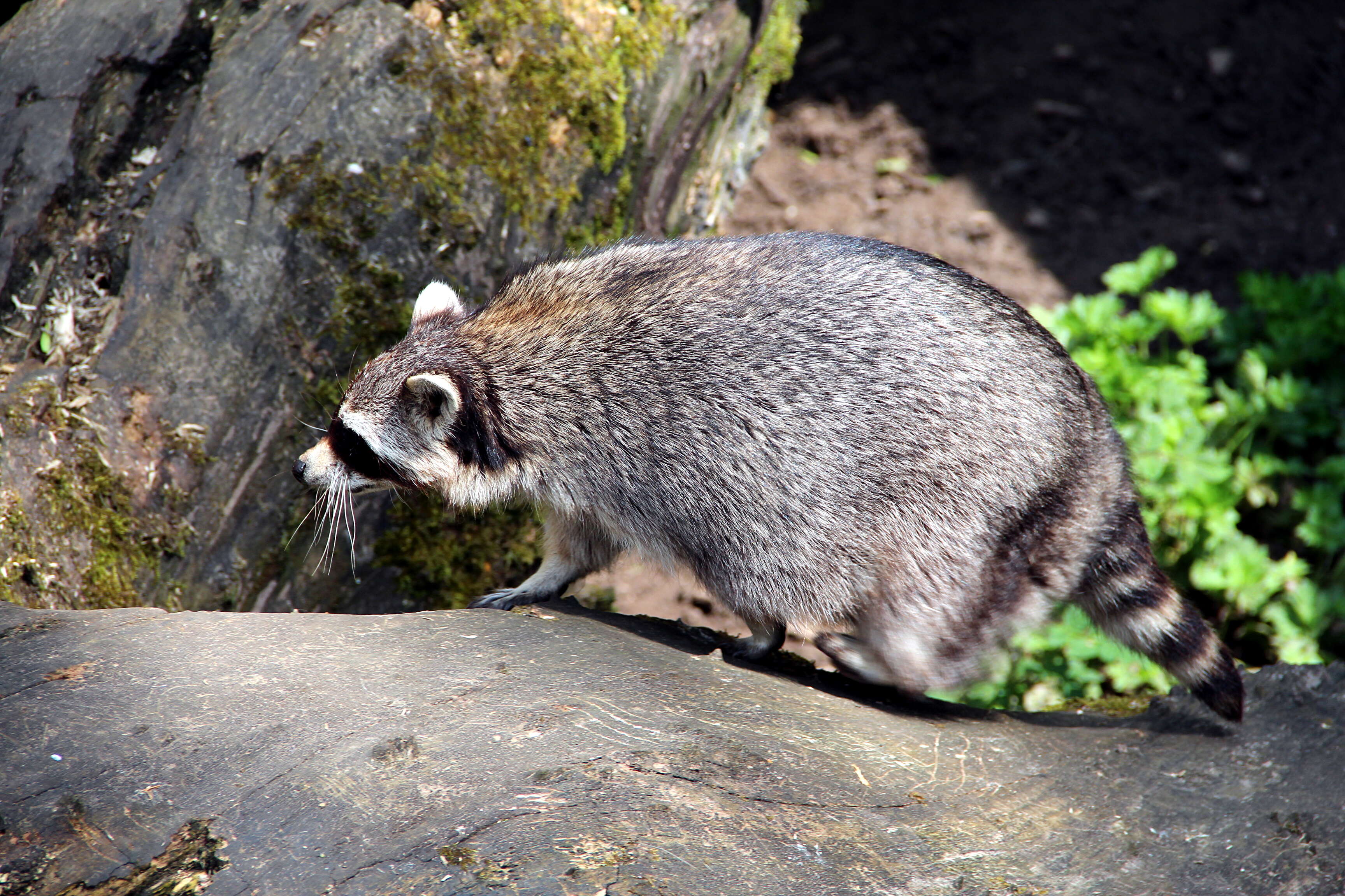 Image of raccoons