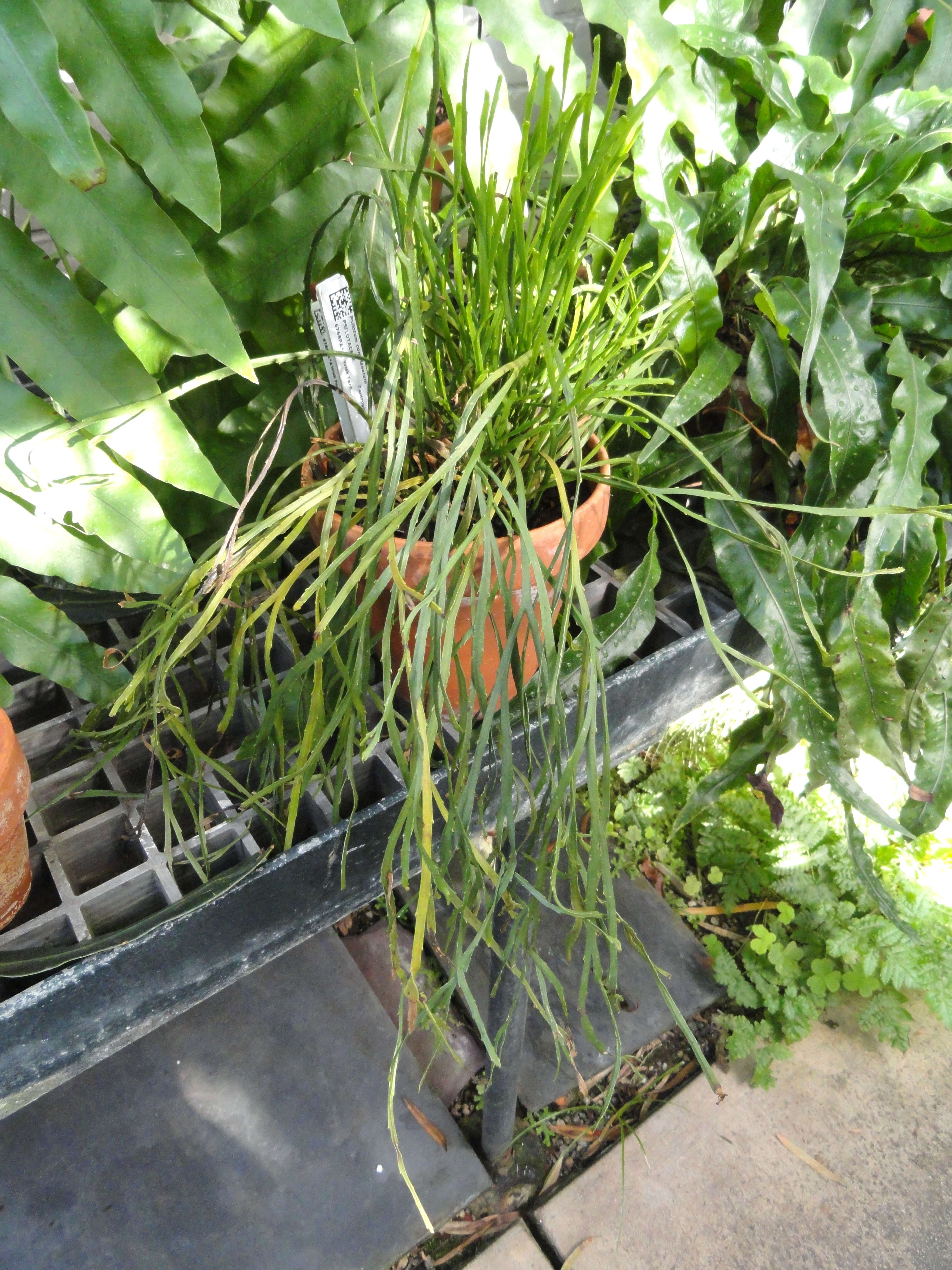 Image of flatfork fern