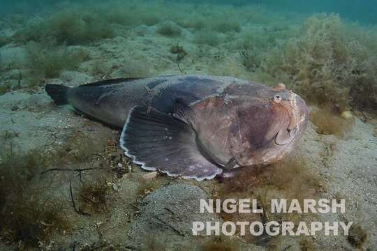 Image of Banded stonelifter