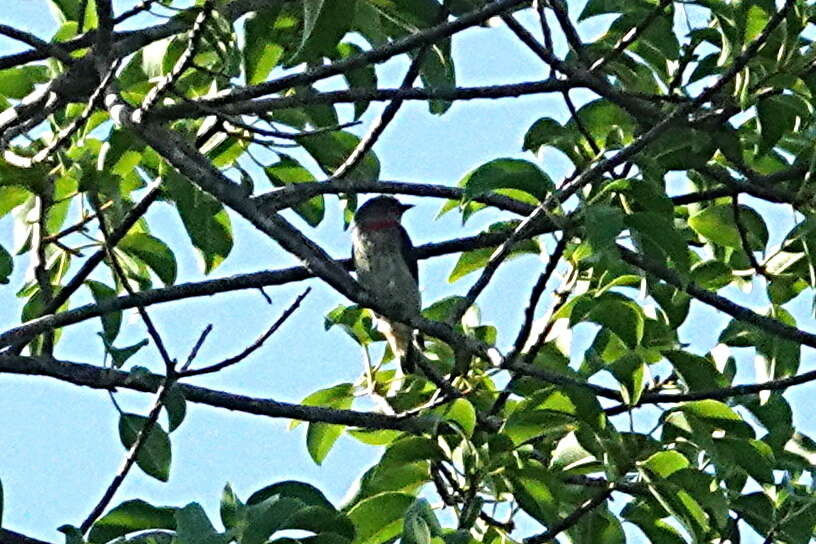 Image of Red-capped Flowerpecker