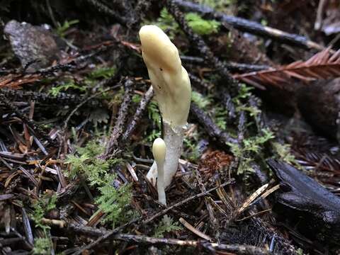 Image of Trichoderma leucopus Jaklitsch 2011