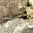 Image of Gilbert's Leaf-toed Gecko