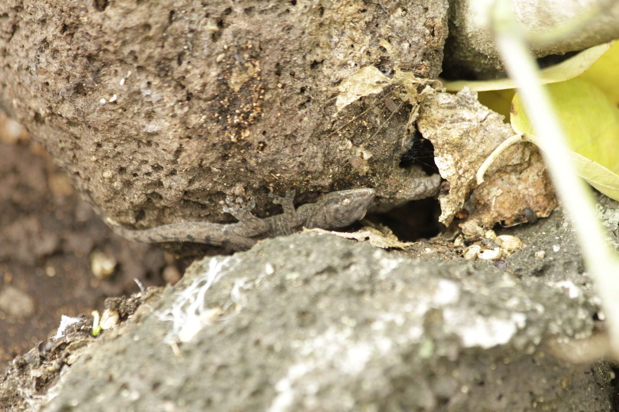 Image of Gilbert's Leaf-toed Gecko