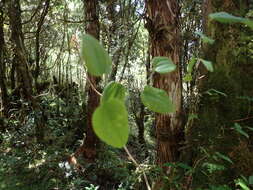 Image of Smilax discotis Warb.