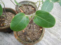 Panax quinquefolius L. resmi