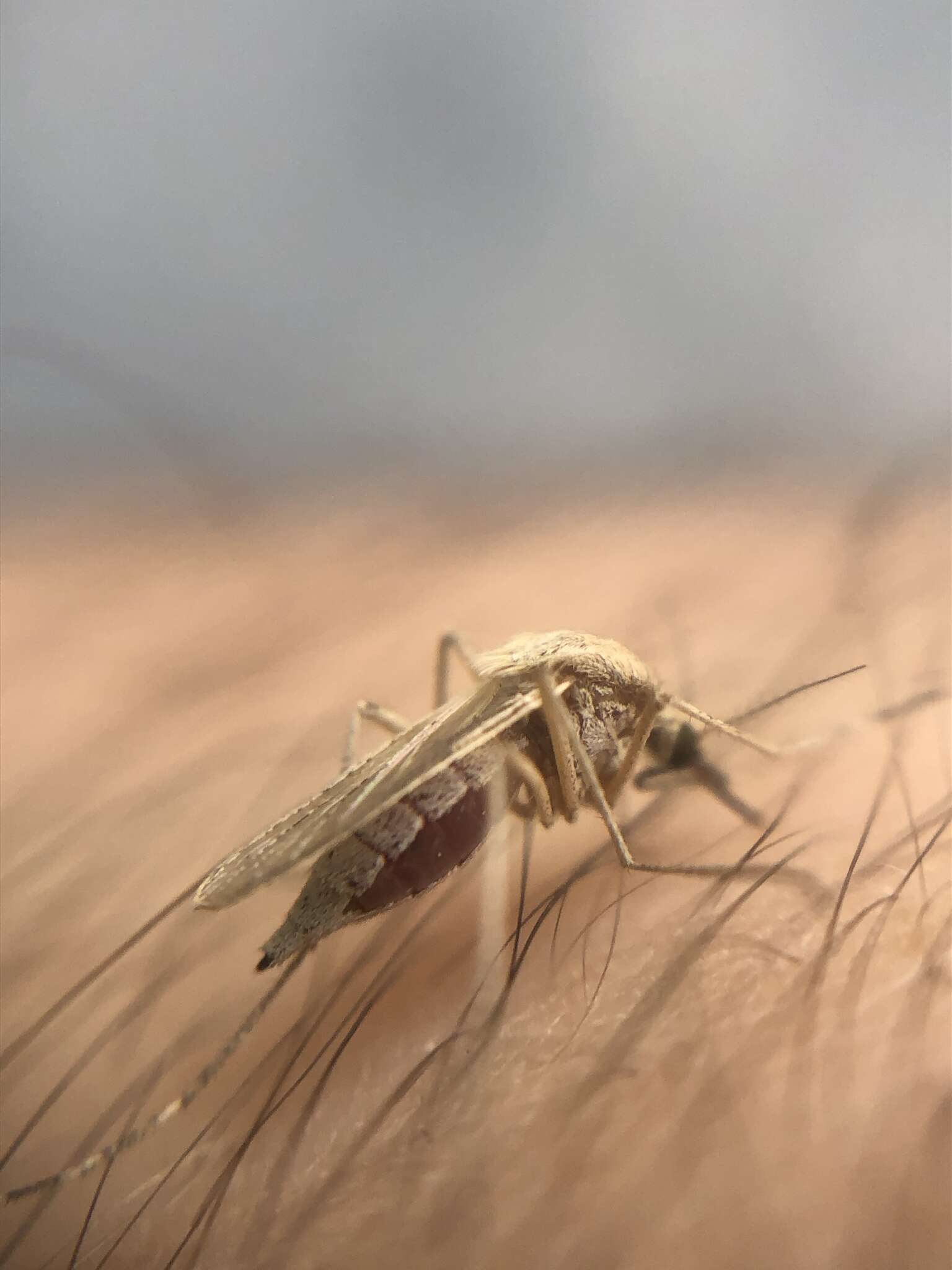 Image of Aedes dorsalis (Meigen 1830)