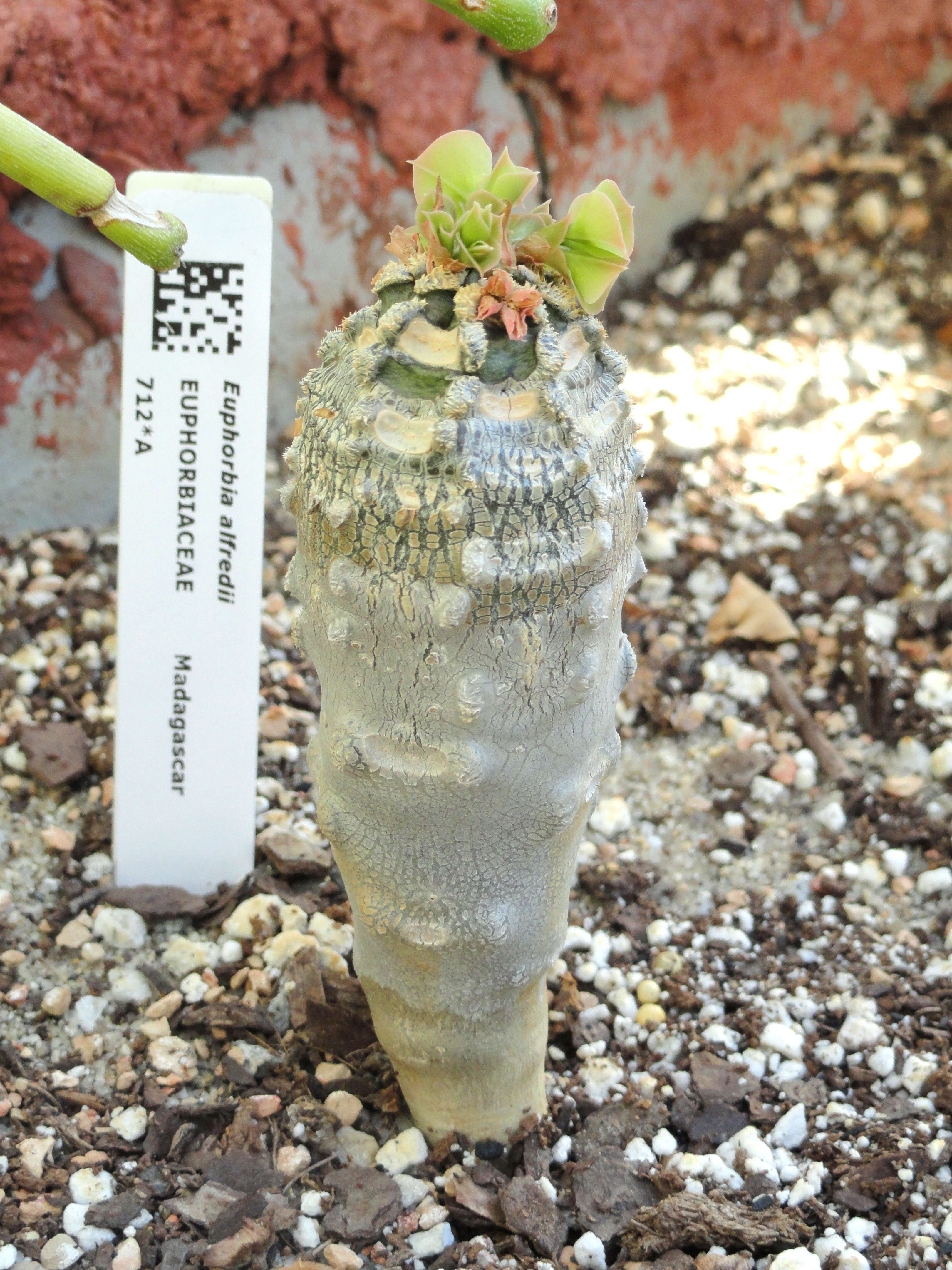 Image de Euphorbia alfredii Rauh