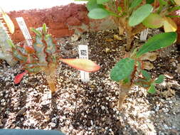Image of Euphorbia iharanae Rauh
