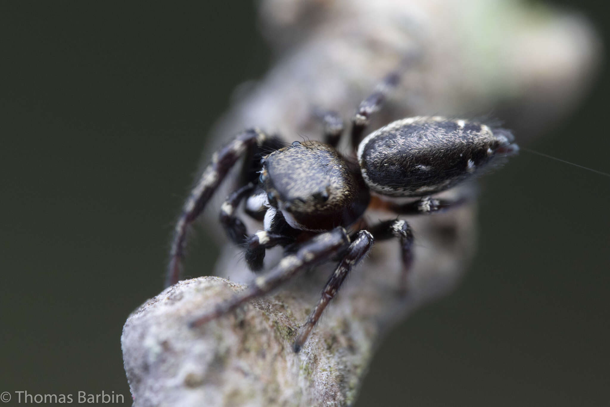 صورة Metaphidippus manni (Peckham & Peckham 1901)