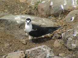 Image of Sooty Tern