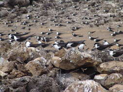 Image of Sooty Tern