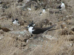 Image of Sooty Tern