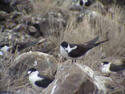 Image of Sooty Tern