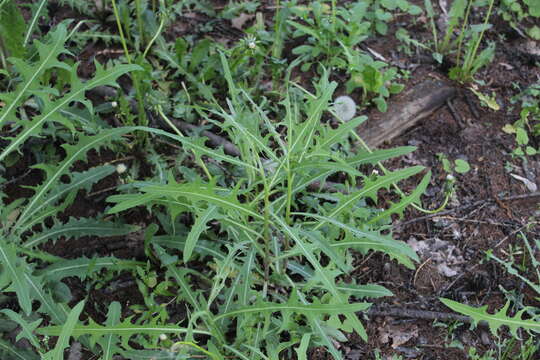 Image of blue lettuce