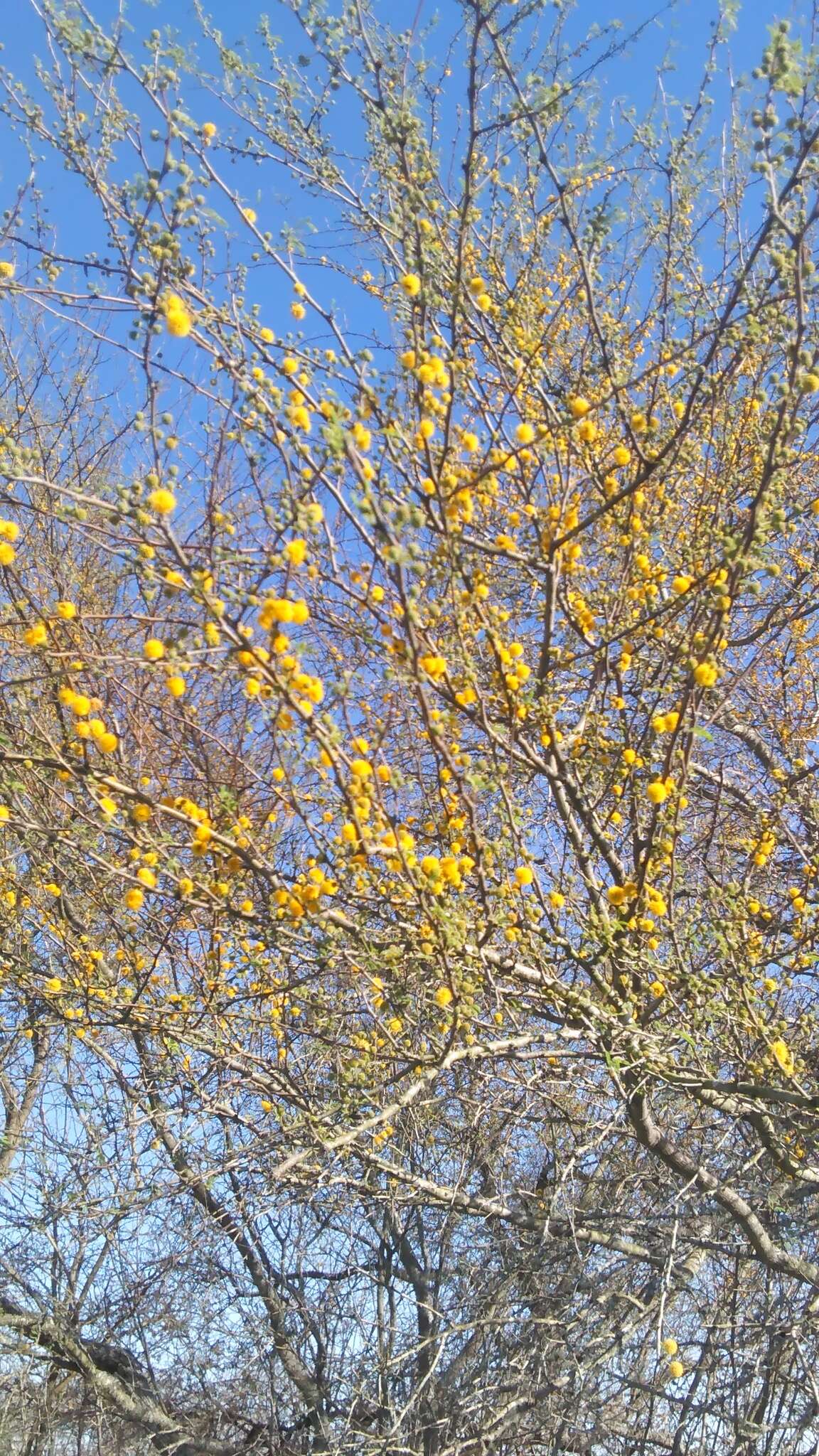 Слика од Vachellia farnesiana (L.) Wight & Arn.