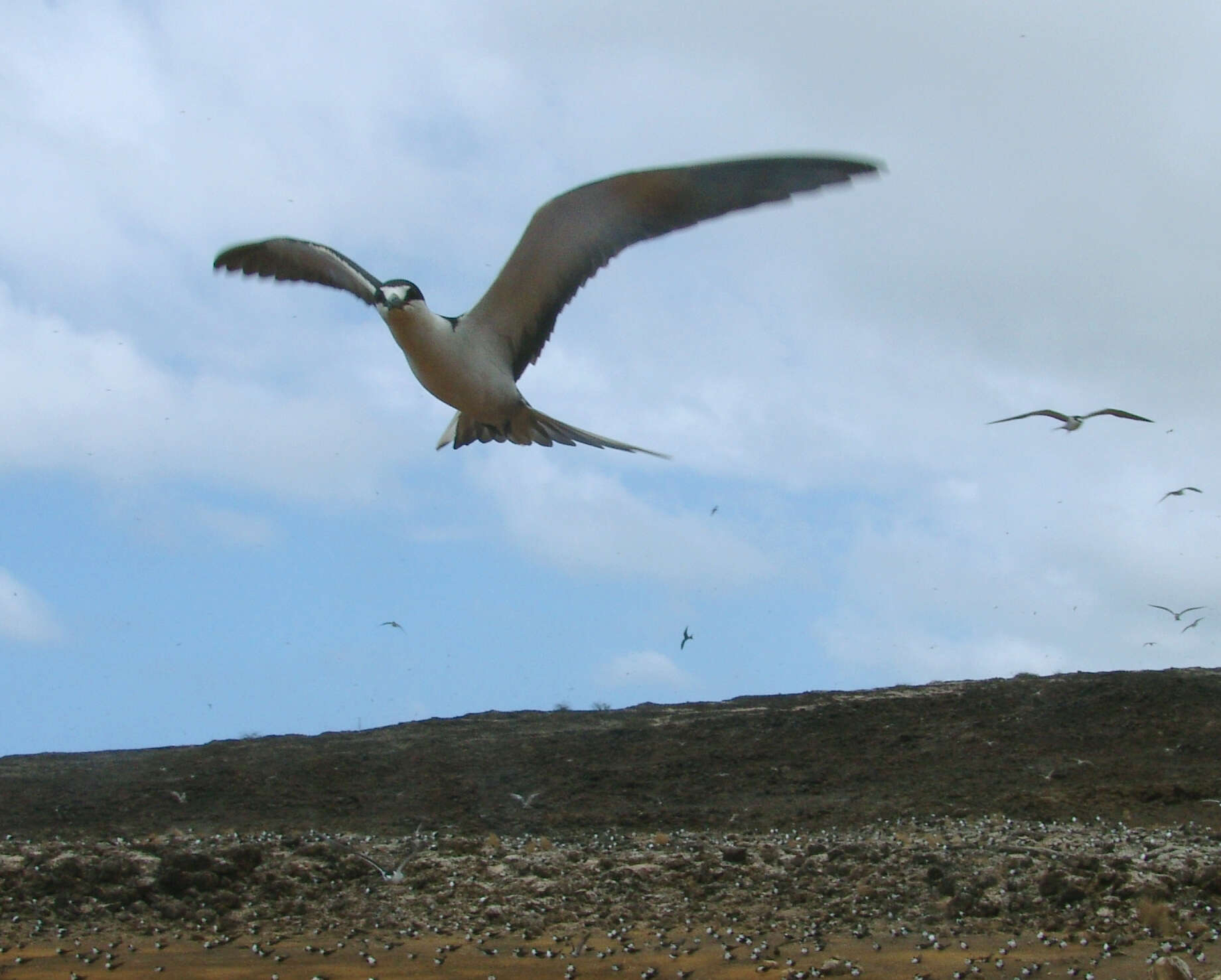 Image of Sooty Tern