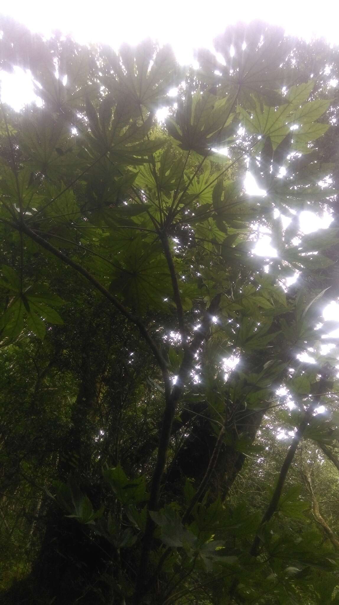 Image of Fatsia polycarpa Hayata