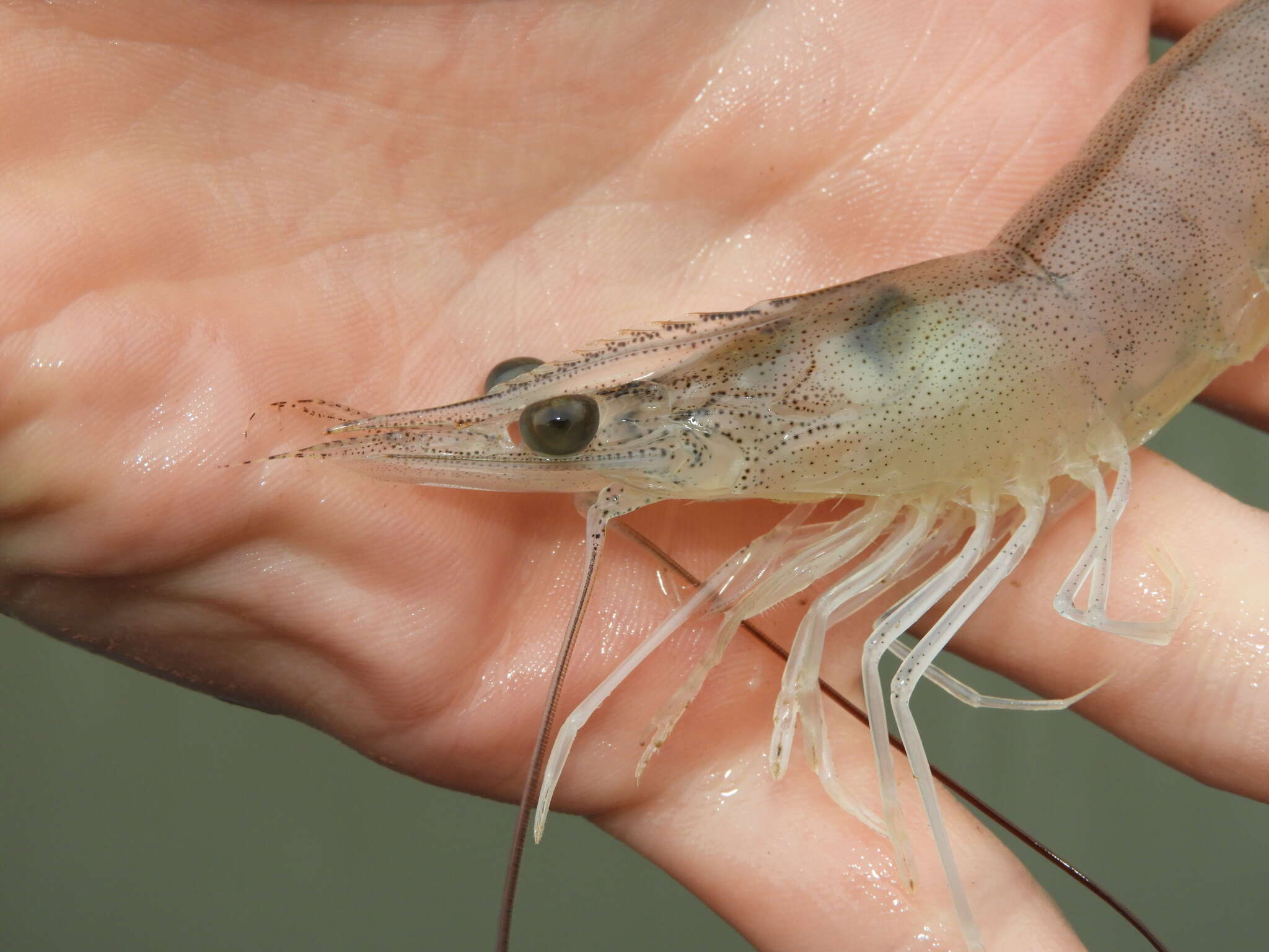 Image of Bluetailed shrimp
