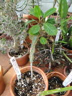 Euphorbia leuconeura Boiss. resmi