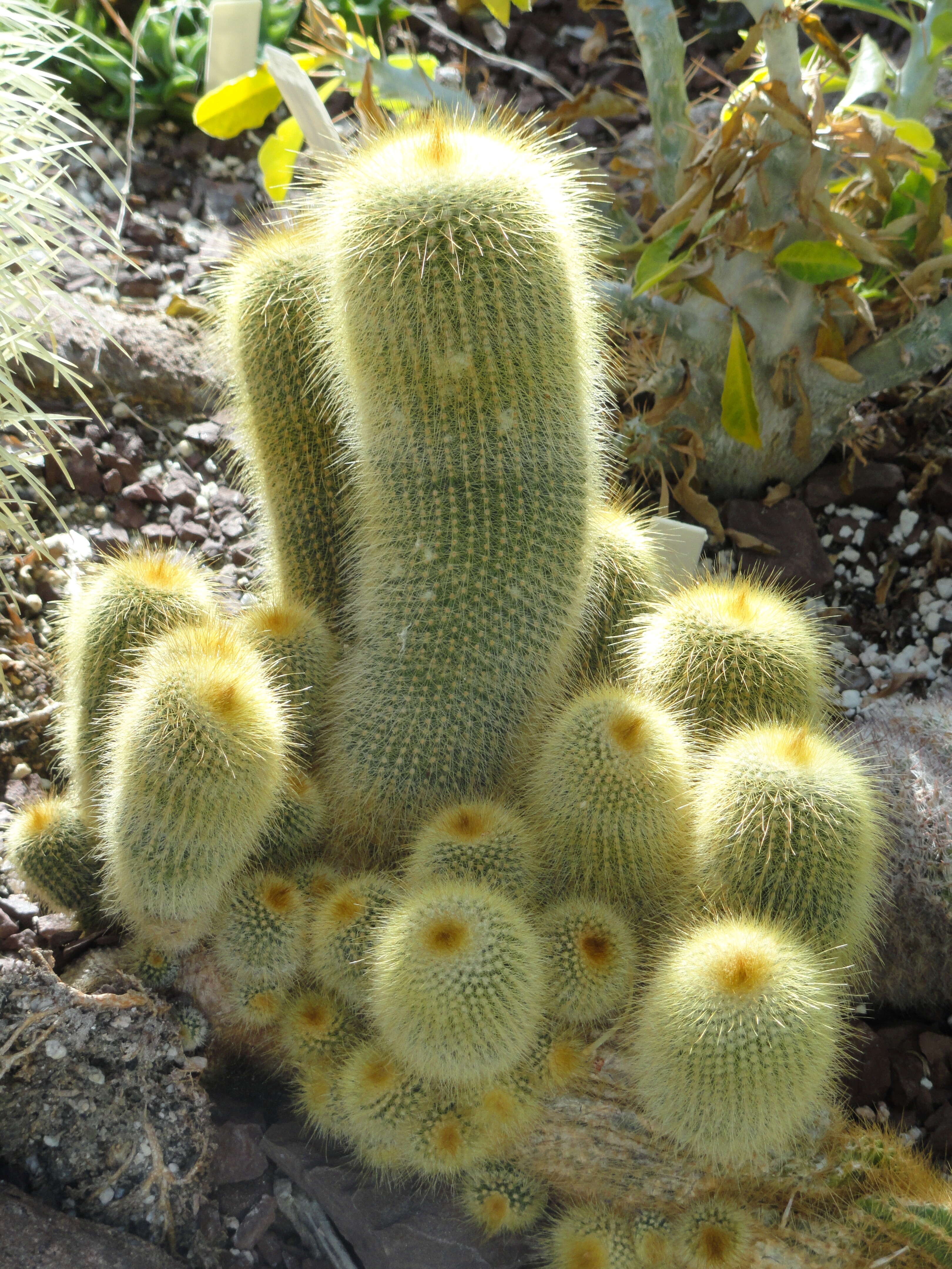 Image of Parodia lenninghausii (F. Haage) F. H. Brandt ex Eggli & Hofacker