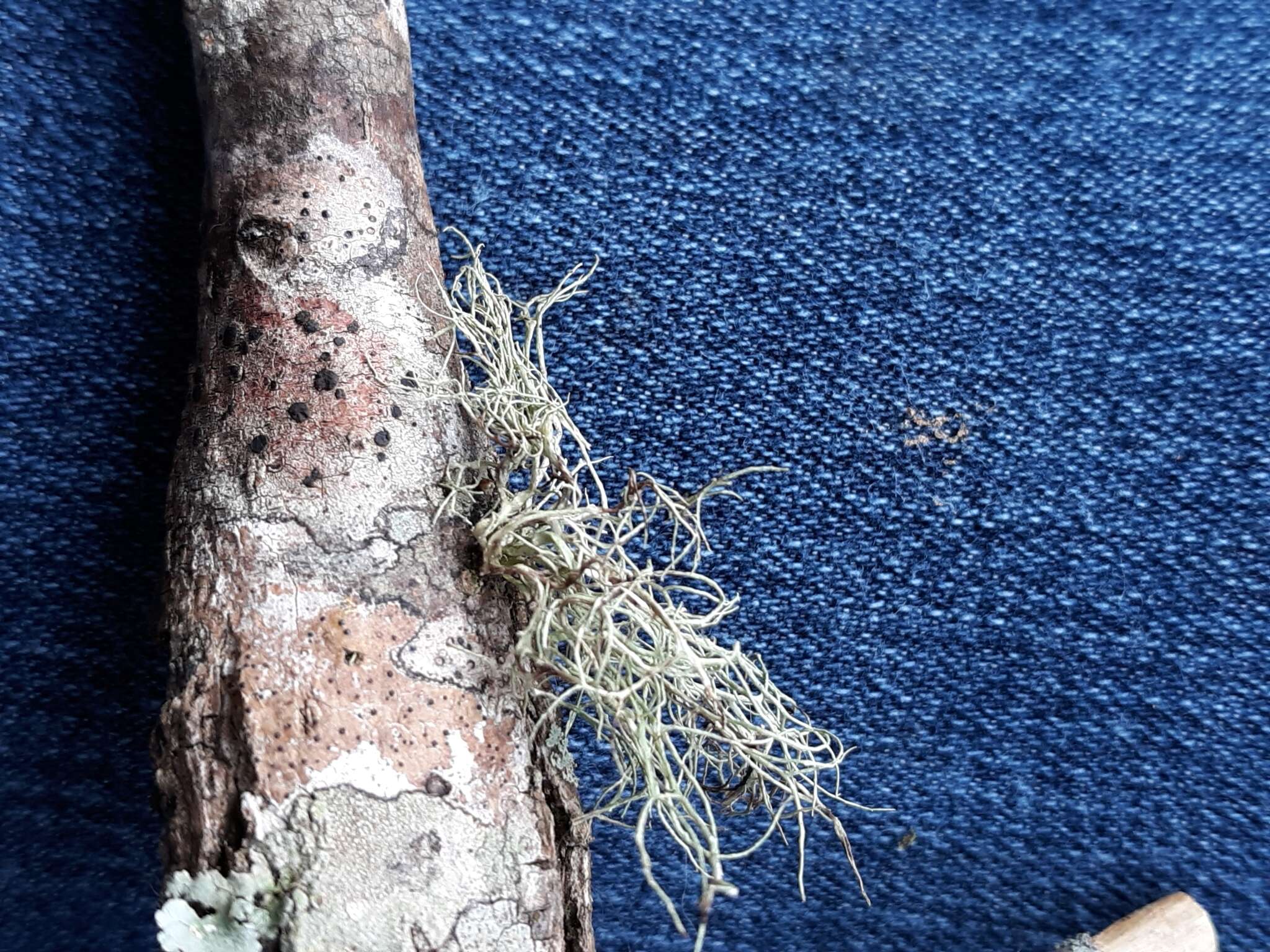 Image of Bloody beard lichen;   Beard lichen