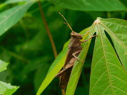 Coptacra foedata (Serville 1838)的圖片