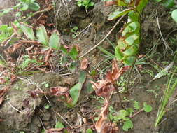 Image of Japanese netvein hollyfern