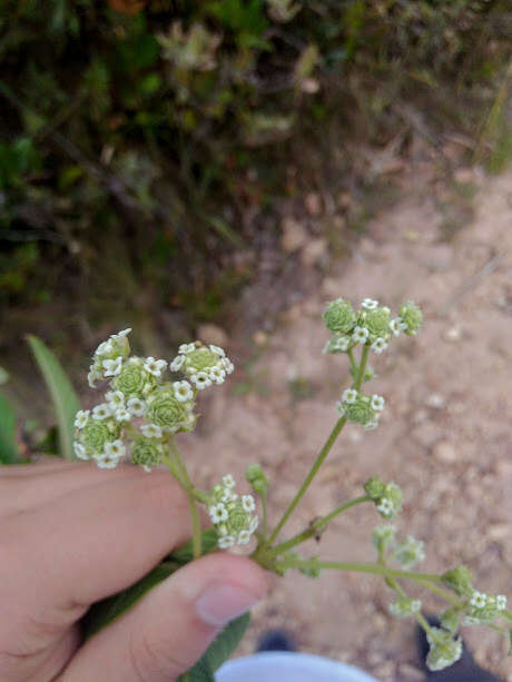 Image of Lippia hirsuta L. fil.