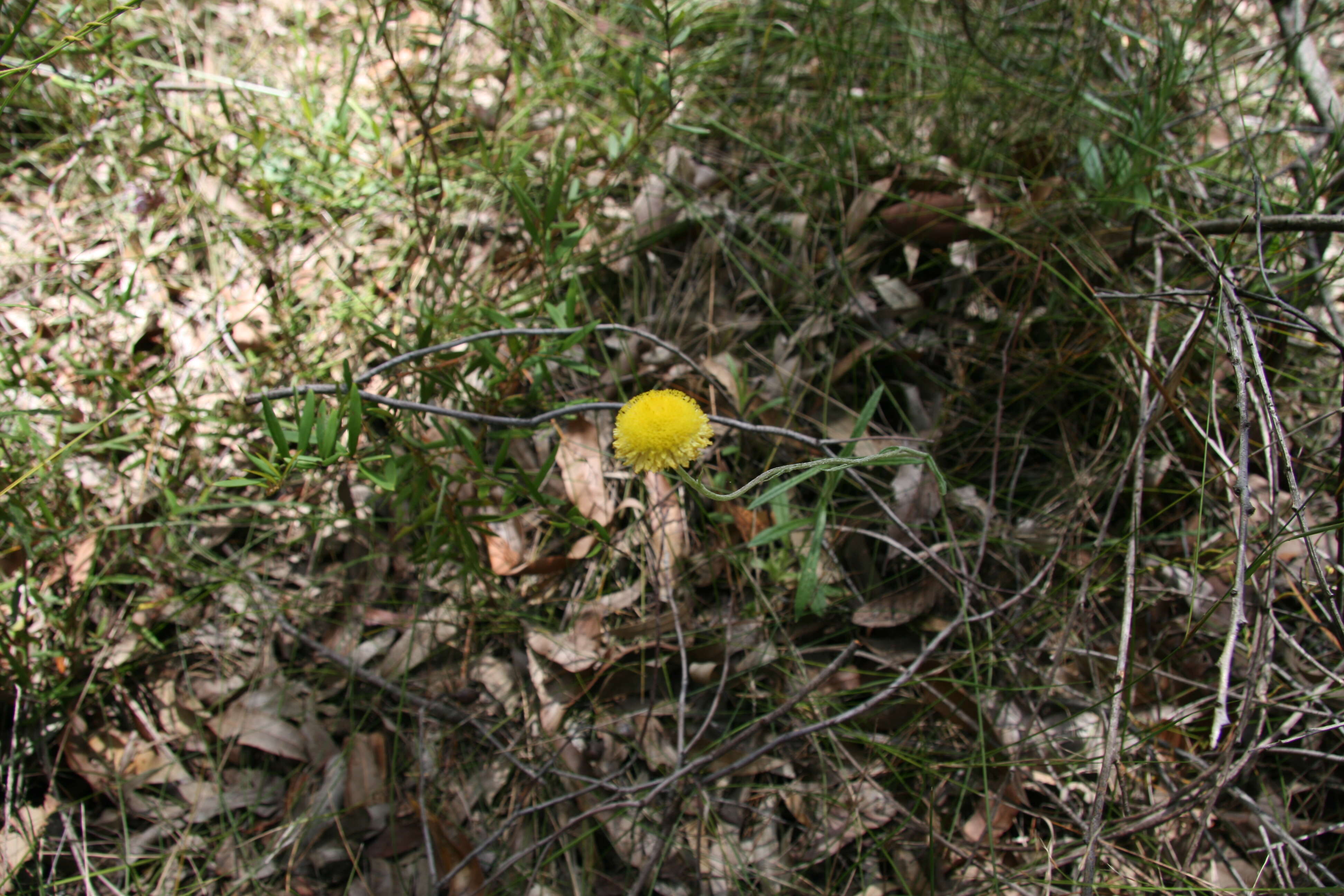 Plancia ëd Coronidium scorpioides (Labill.) Paul G. Wilson