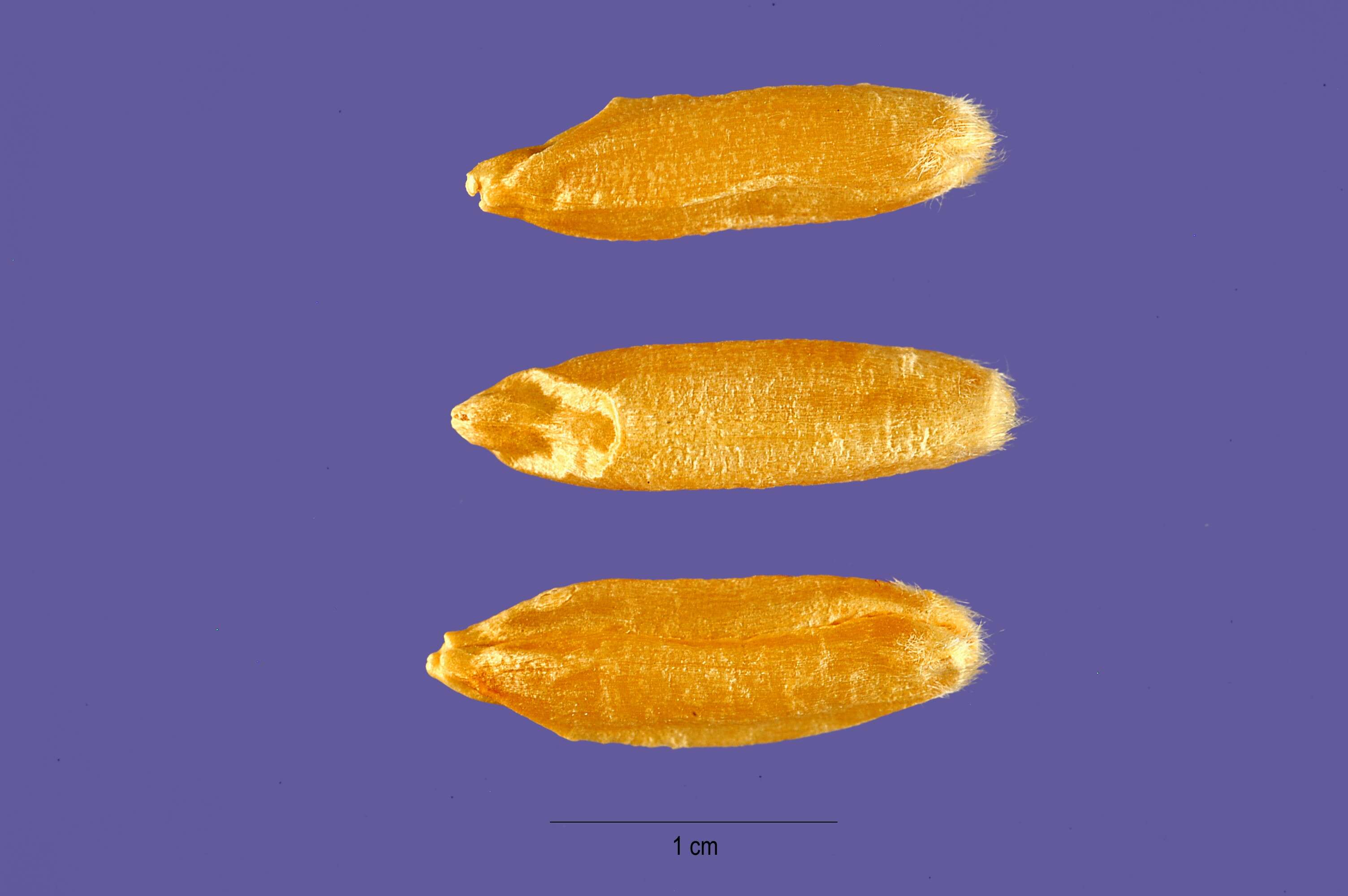 Image of Oriental wheat