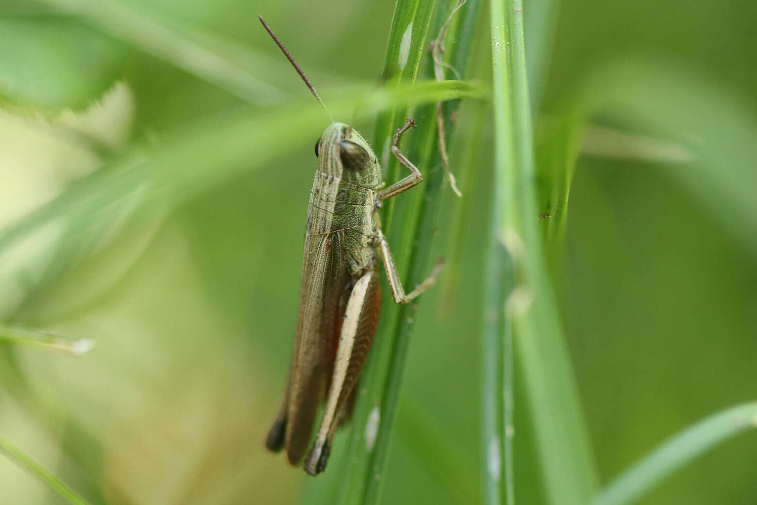 Слика од Amblytropidia australis Bruner & L. 1904