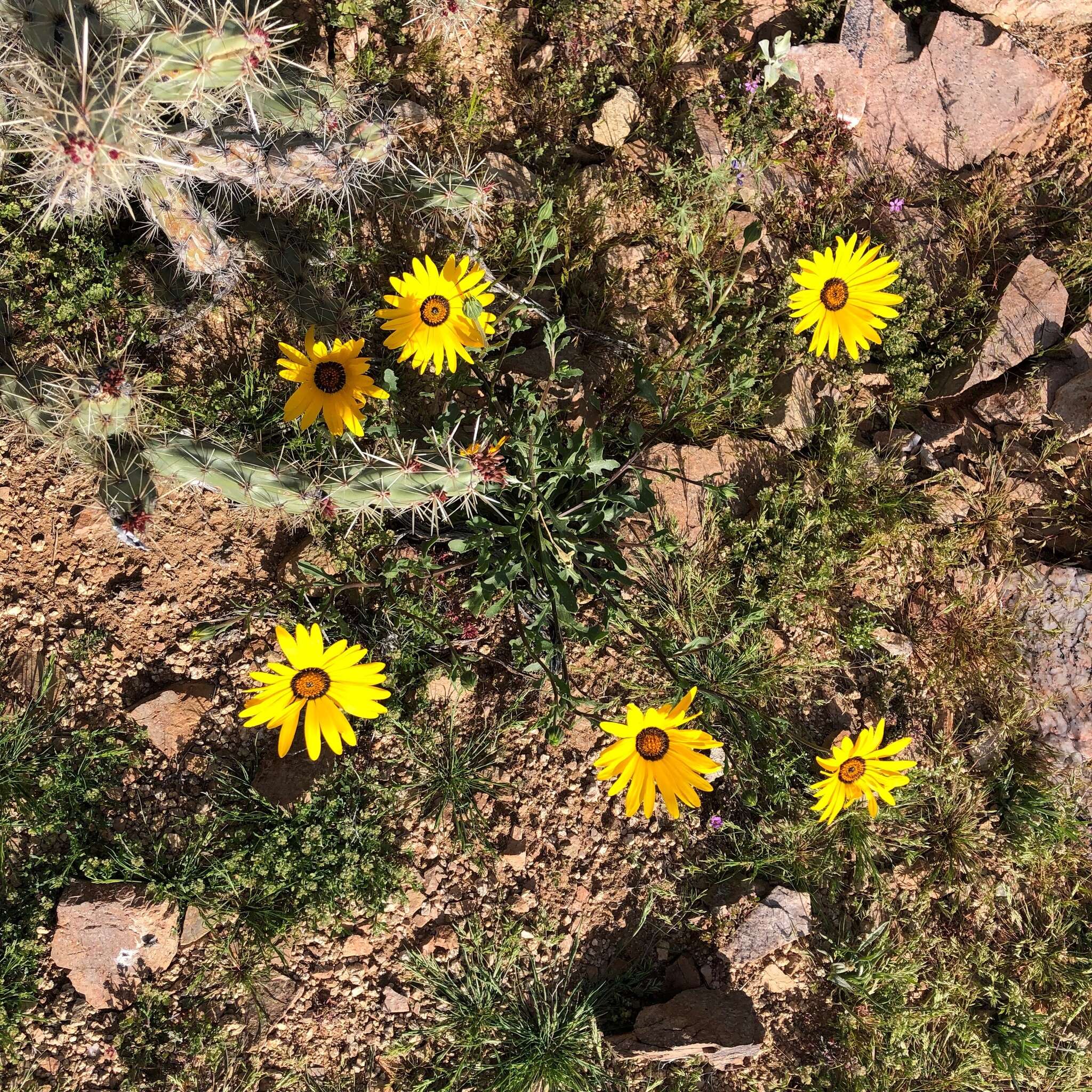 Image de Dimorphotheca sinuata DC.