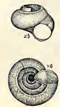 Moelleriopsis Bush 1897 resmi