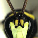 صورة Hylaeus euxanthus (Cockerell 1910)