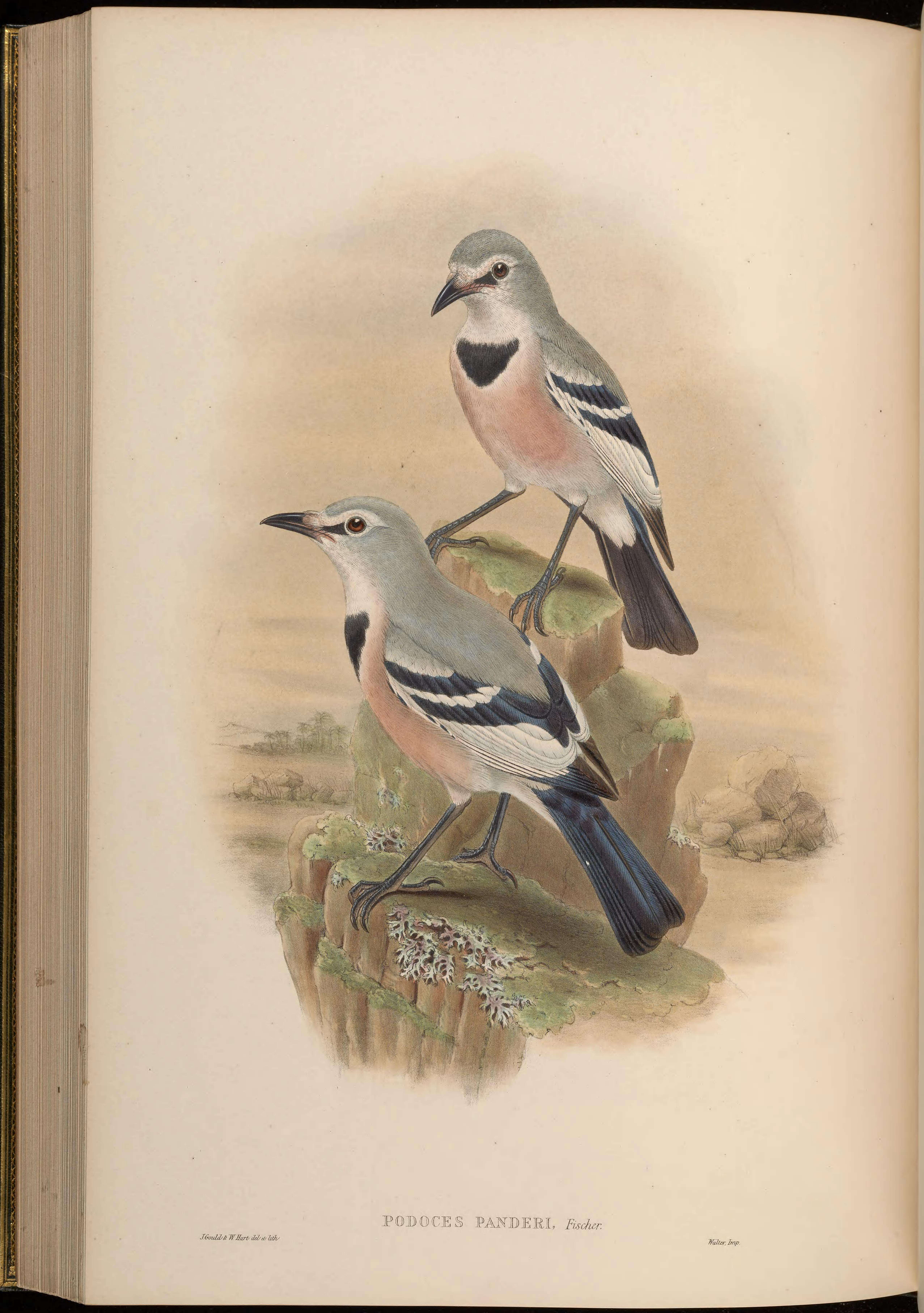 Image of Pander's Ground Jay