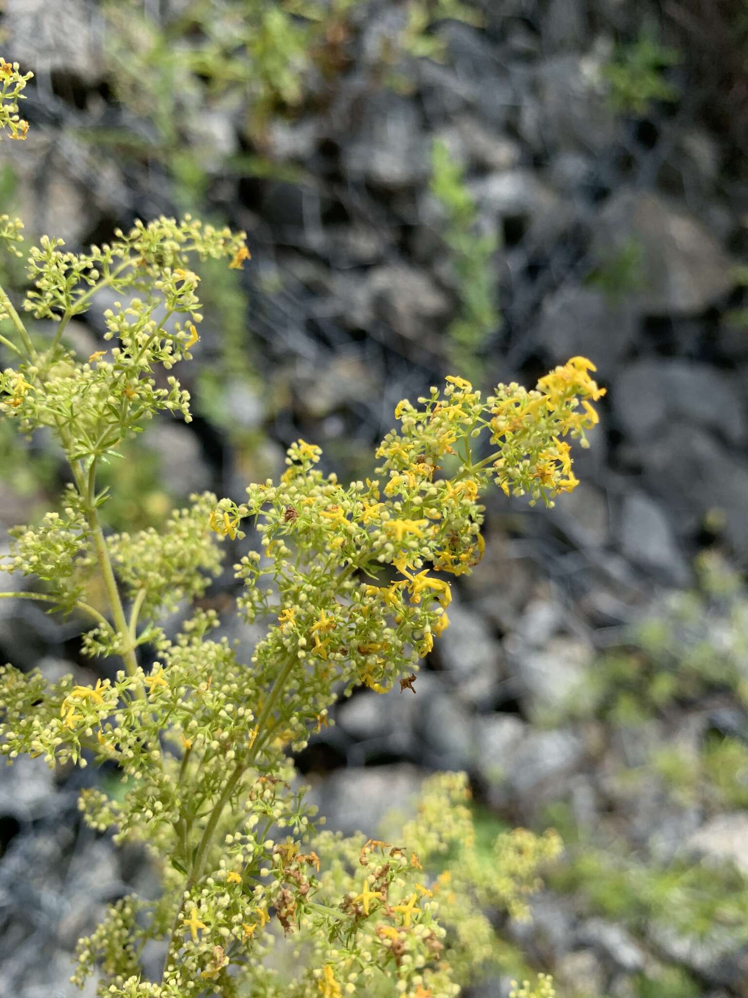 Image of Yellow Spring bedstraw