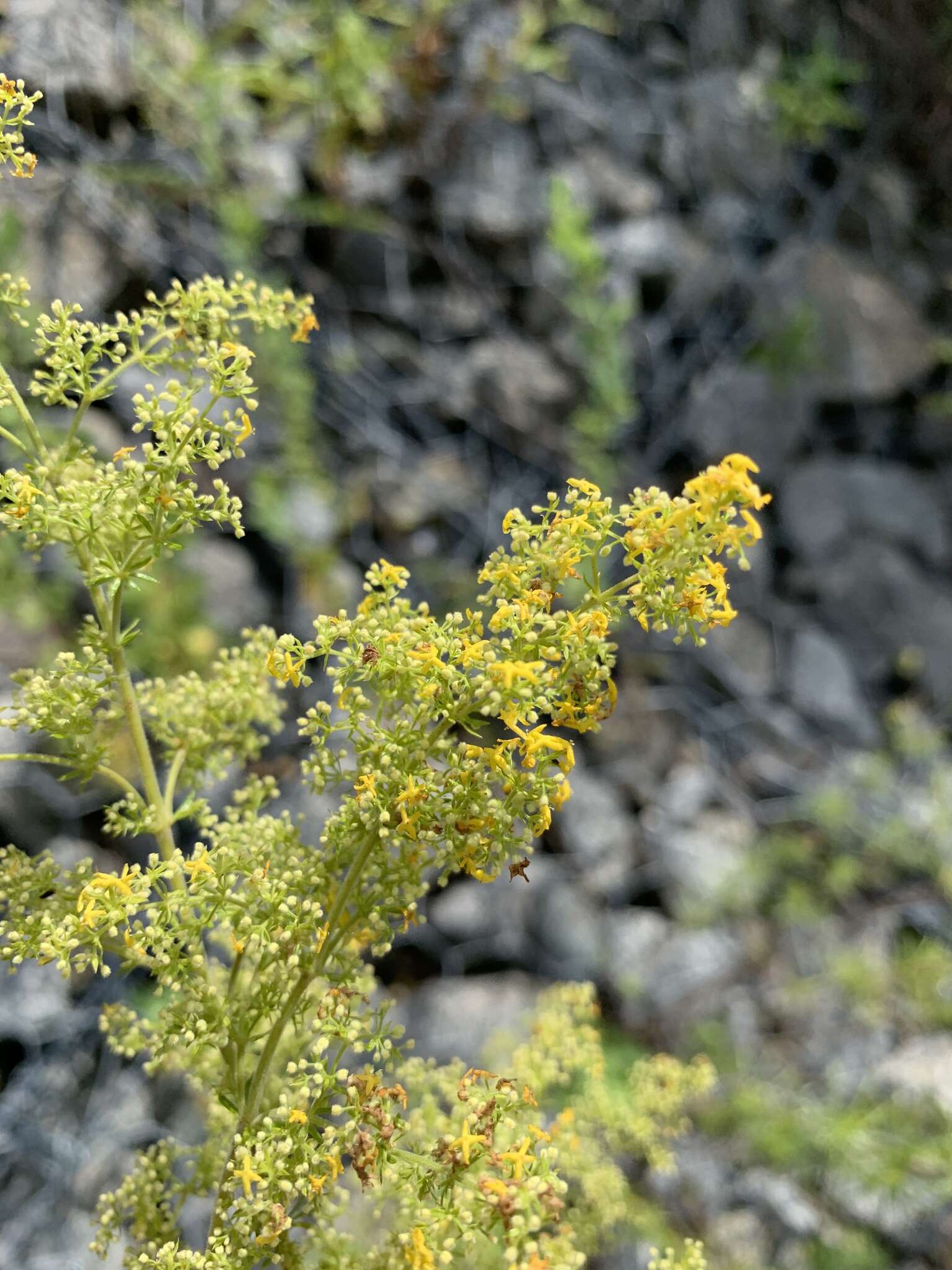 Plancia ëd Galium verum subsp. verum