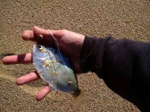 Image of Silver surfperch