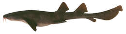 Image of blind sharks