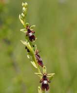 Image of Fly orchid