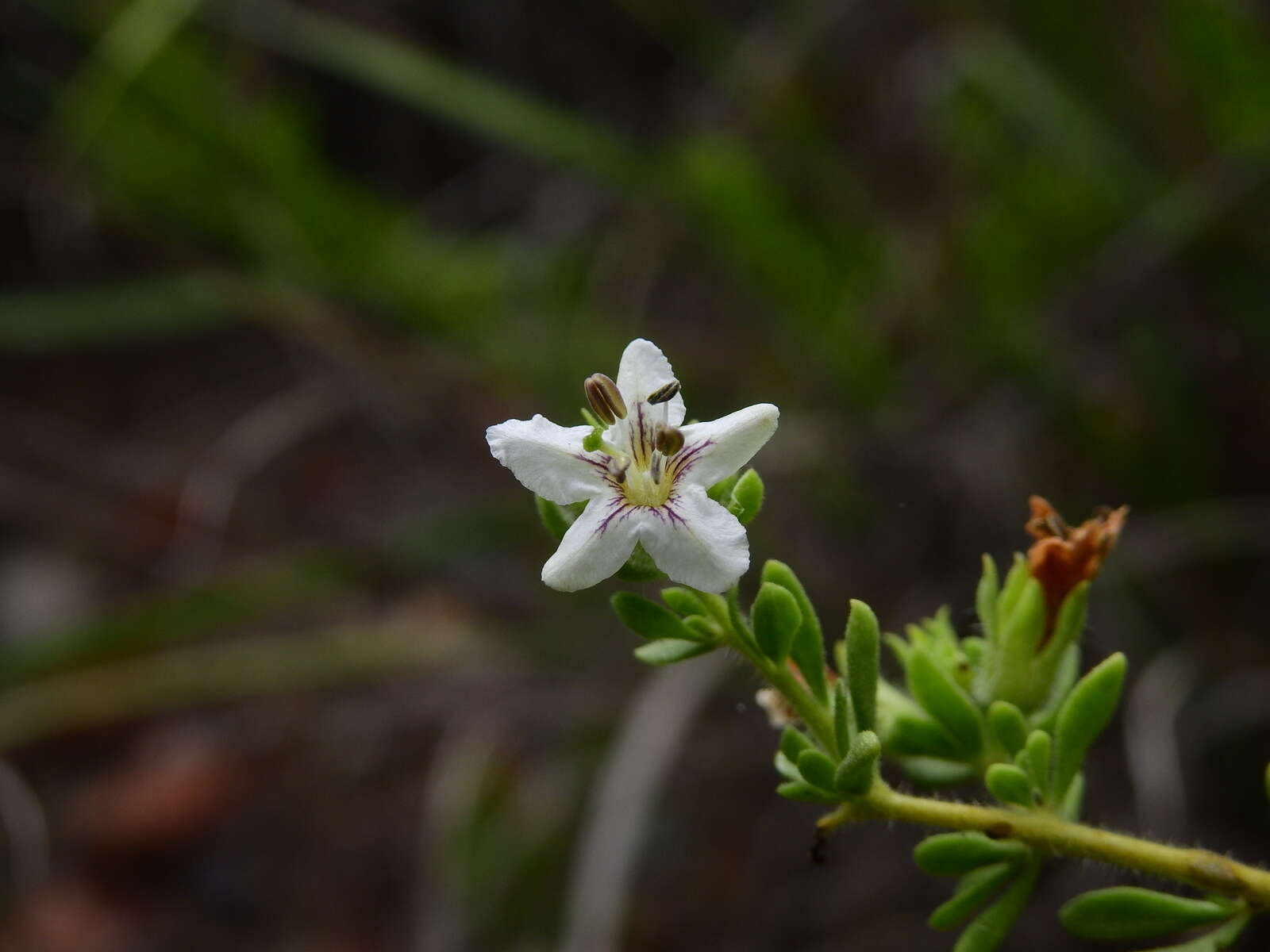 Image of Lycium chilense var. confertifolium (Miers) F. A. Barkley