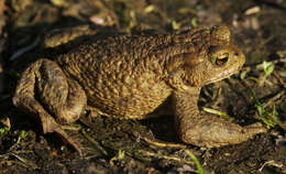 Image of Common Toad