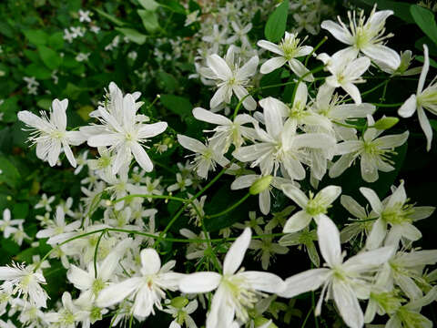 Image of New Zealand clematis