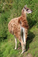 Image of llama