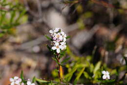 Image of Zieria laevigata Bonpl.